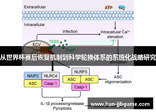 从世界杯赛后恢复机制到科学轮换体系的系统化战略研究 从世界杯赛后恢复机制到科学轮换体系的系统化战略研究